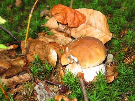 hríb smrekový Boletus edulis Bull.