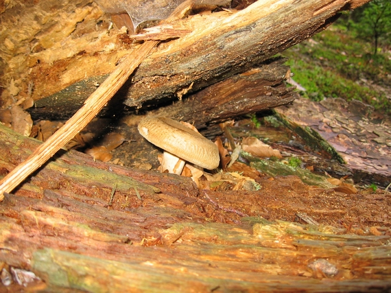 čechračka podvinutá Paxillus involutus (Batsch) Fr.