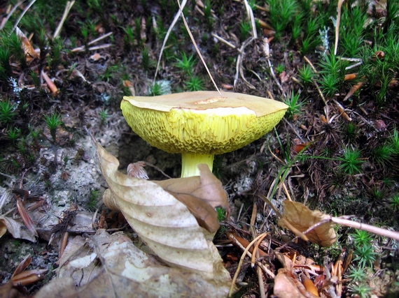suchohríb plstnatý Xerocomus subtomentosus L.