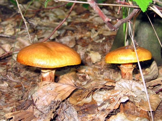 masliak smrekovcový Suillus grevillei (Klotzsch) Singer
