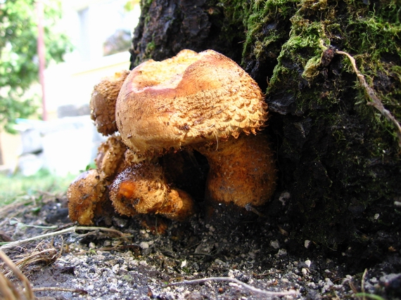 šupinovka šupinatá Pholiota squarrosa (Vahl) P. Kumm.