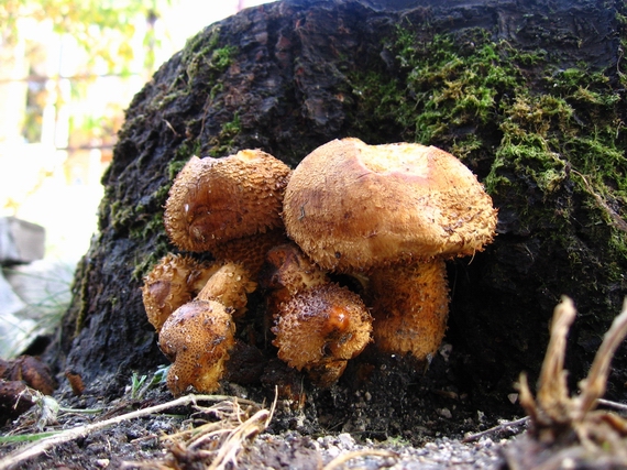 šupinovka Pholiota sp.