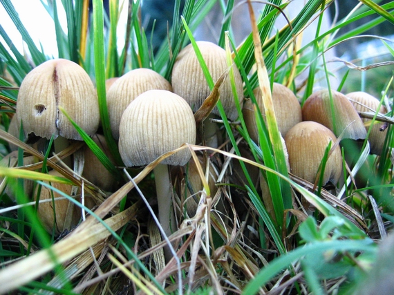 hnojník Coprinus sp.