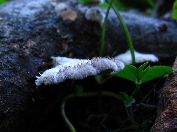 klanolupeňovka obyčajná Schizophyllum commune Fr.