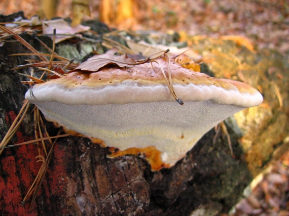 práchnovček pásikavý Fomitopsis pinicola (Sw.) P. Karst.