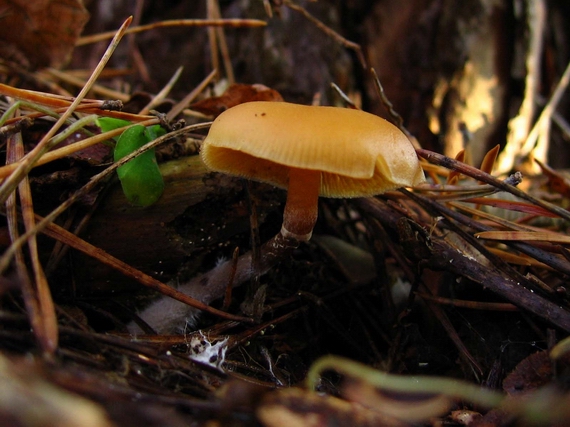 kapucňovka okrovohnedastá Galerina marginata (Batsch) Kühner