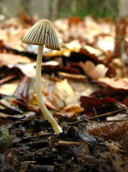 hnojník Coprinellus impatiens (Fr.) J.E. Lange