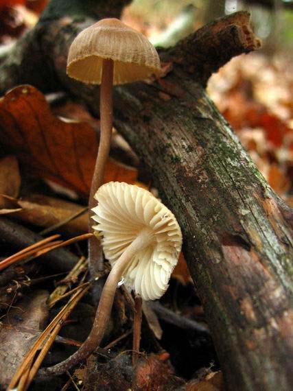 prilbička Mycena sp.