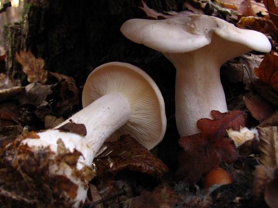strmuľka inovaťová Clitocybe nebularis (Batsch) P. Kumm.
