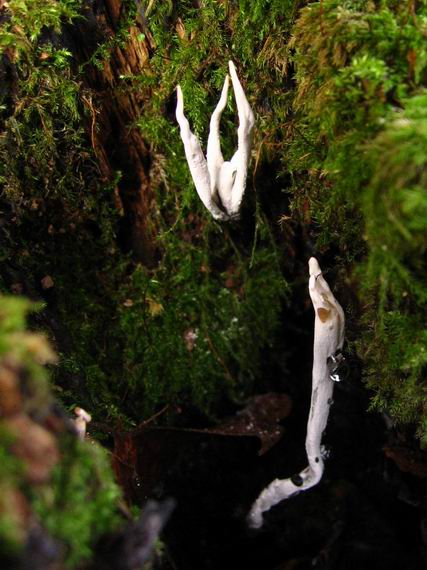 drevnatec parohatý Xylaria hypoxylon (L.) Grev.