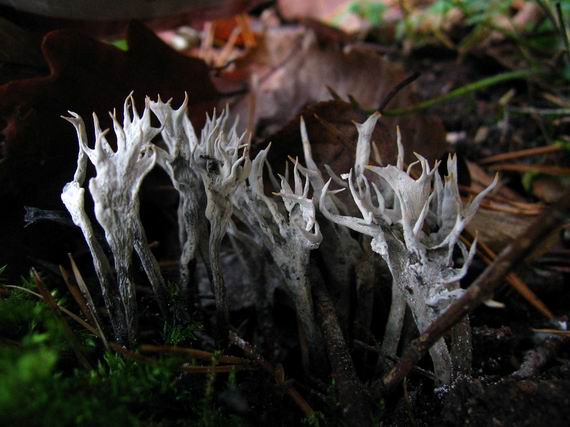 drevnatec parohatý Xylaria hypoxylon (L.) Grev.