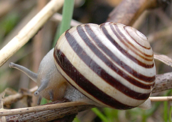 čo čumiš? helix... pomatia?