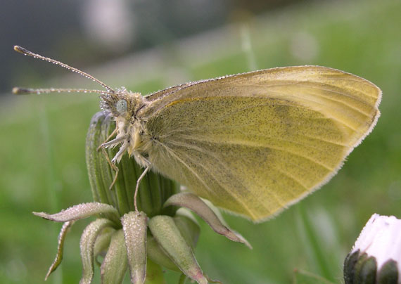 mlynárik repový Pieris rapae