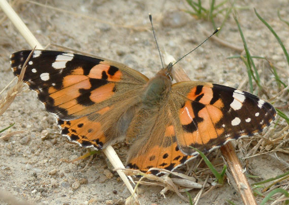 babôčka bodliaková Vanessa cardui