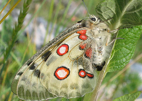 jasoň červenooký Parnassius apollo
