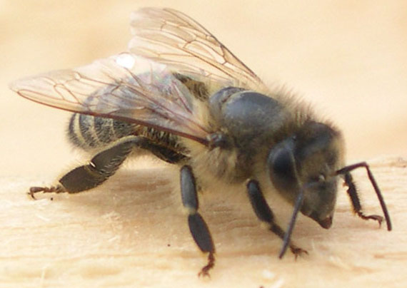 včela