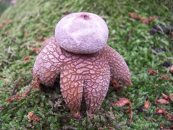 hviezdovec vlahojavný Astraeus hygrometricus (Pers.) Morgan