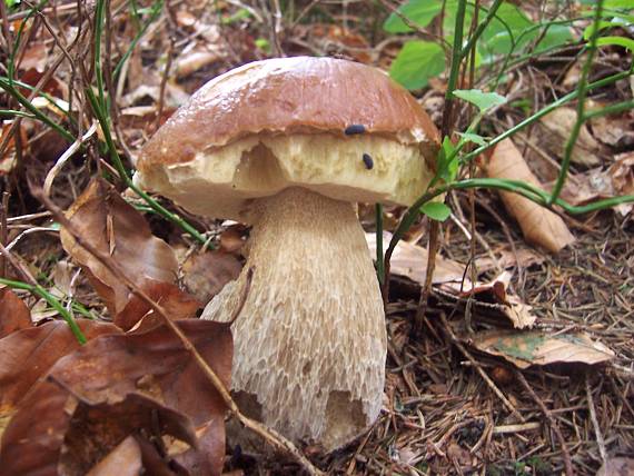 hríb smrekový Boletus edulis Bull.