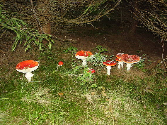 muchotrávka červená Amanita muscaria (L.) Lam.
