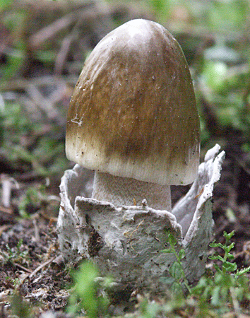 muchotrávka umbrovožltá Amanita battarrae (Boud.) Bon