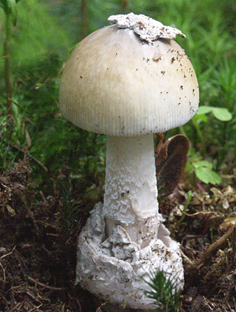 muchotrávka pošvatá Amanita vaginata (Bull.) Lam.