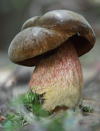 hríb zrnitohlúbikový Neoboletus luridiformis (Rostk.) G. Wu & Zhu L. Yang