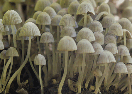 hnojník rozsiaty Coprinellus disseminatus (Pers.) J.E. Lange