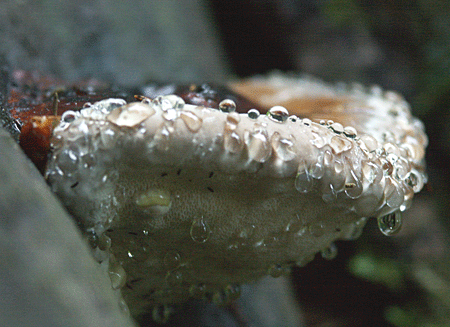 práchnovček pásikavý Fomitopsis pinicola (Sw.) P. Karst.