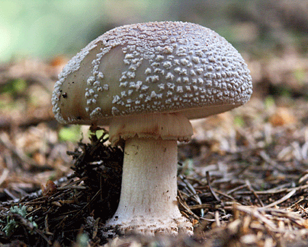 muchotrávka červenkastá Amanita rubescens Pers.