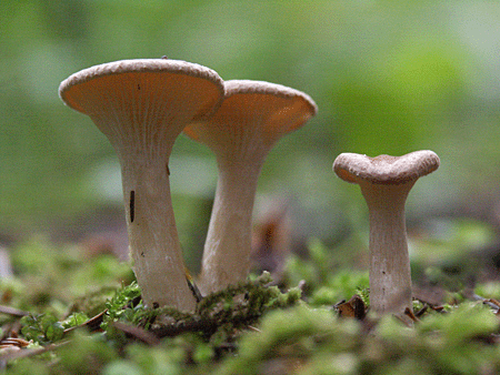 strmuľka Clitocybe sp.