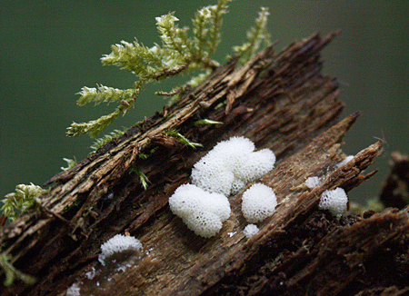 rohačka kríčkovitá Ceratiomyxa fruticulosa, var.porioides