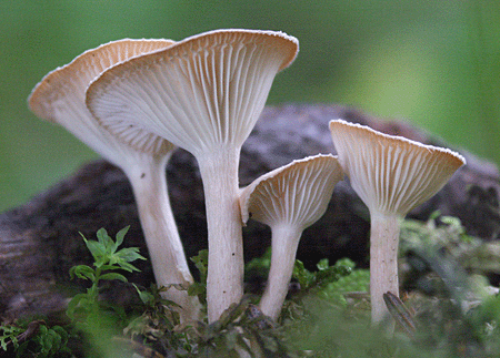 strmuľka Clitocybe sp.
