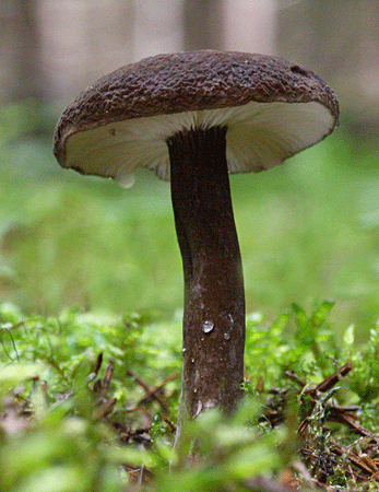 rýdzik čiernozamatový Lactarius lignyotus Fr.