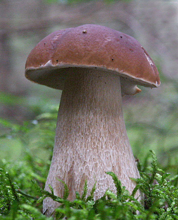 hríb smrekový Boletus edulis Bull.