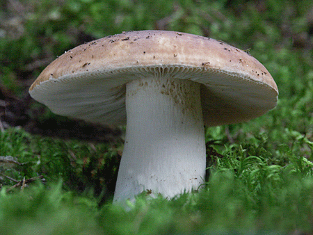 plávka lasičia Russula modesta