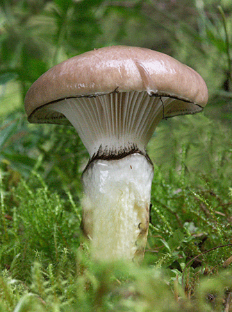 sliziak mazľavý Gomphidius glutiosus