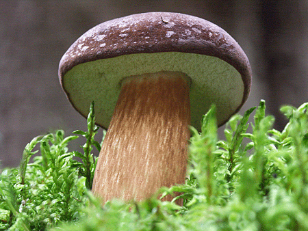 suhohríb hnedý Xerocomus baudius