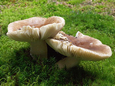 plávka lasičia Russula mustelina Fr.