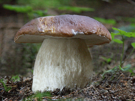 hríb smrekový Boletus edulis Bull.