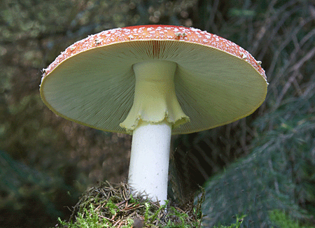 muhotrávka červená Amanita muscaria (L.) Lam.