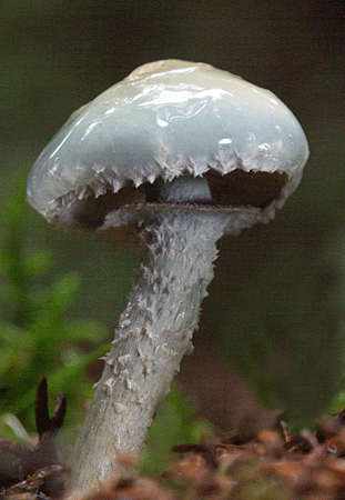 golierovka zelenkastá Stropharia aeruginosa (Curtis) Quél.
