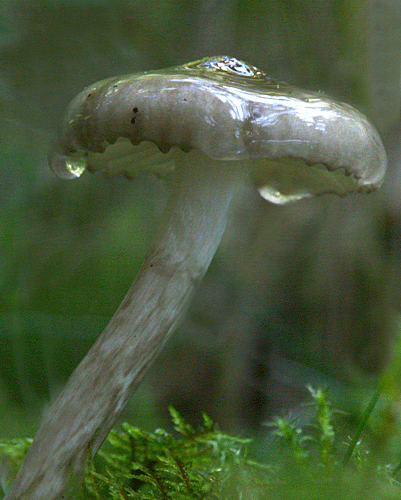 šťavnačka olivovohnedá Hygrophorus olivaceoalbus (Fr.) Fr.