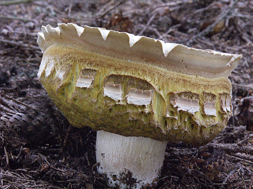 hríb smrekový Boletus edulis Bull.