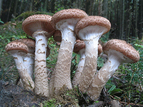 podpňovka obyčajná Armillaria mellea (Vahl) P. Kumm.