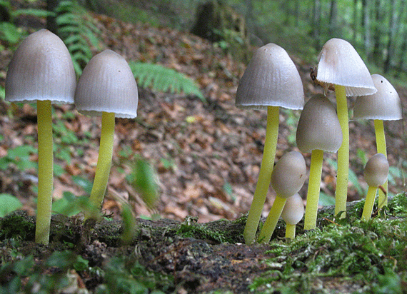 prilbička slizká Mycena epipterygia (Scop.) Gray