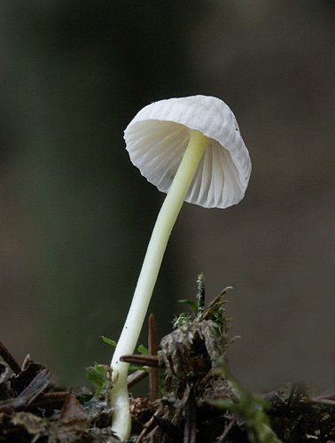 prilbička slizká Mycena epipterygia (Scop.) Gray