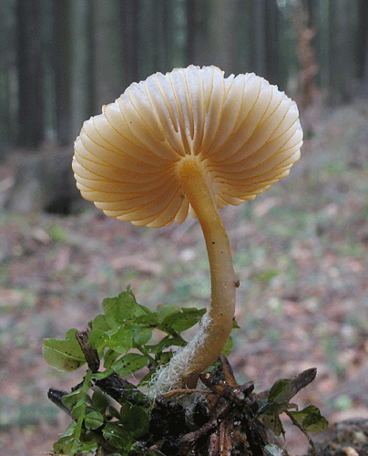 prilbička Mycena sp.