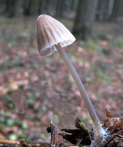 prilbička Mycena sp.