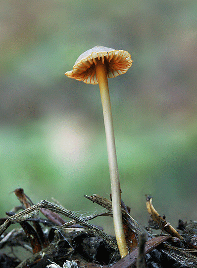 prilbička oranžovoobrúbená Mycena aurantiomarginata (Fr.) Quél.