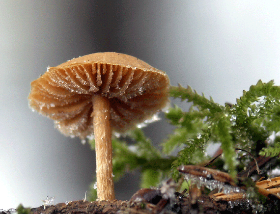 smeťovka Tubaria sp.